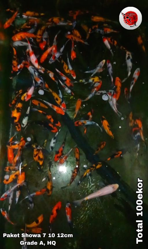 Lelang Koi Online, Jual Beli Ikan Koi, Pusat Jual Beli Koi, Info Lelang Koi Hari Ini, Platform Jual Beli Koi, Jual Beli Ikan Koi Online, Marketplace Ikan Koi, Jual Koi Terbaik, Tempat Beli Koi Berkualitas, Pasar Ikan Koi Online Terpercaya, Penjual Ikan Koi Terpercaya, Beli Koi Hias Online, Ikan Koi untuk Dijual, Koi Kualitas Terbaik, Toko Online Ikan Koi, Koi Hias Untuk Dijual, Jual Beli Ikan Koi Lokal, Koi Indonesia Online, Pusat Jual Beli Koi Terbesar