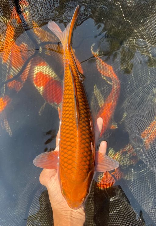 Lelang Koi Online, Jual Beli Ikan Koi, Pusat Jual Beli Koi, Info Lelang Koi Hari Ini, Platform Jual Beli Koi, Jual Beli Ikan Koi Online, Marketplace Ikan Koi, Jual Koi Terbaik, Tempat Beli Koi Berkualitas, Pasar Ikan Koi Online Terpercaya, Penjual Ikan Koi Terpercaya, Beli Koi Hias Online, Ikan Koi untuk Dijual, Koi Kualitas Terbaik, Toko Online Ikan Koi, Koi Hias Untuk Dijual, Jual Beli Ikan Koi Lokal, Koi Indonesia Online, Pusat Jual Beli Koi Terbesar