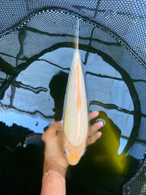 Lelang Koi Online, Jual Beli Ikan Koi, Pusat Jual Beli Koi, Info Lelang Koi Hari Ini, Platform Jual Beli Koi, Jual Beli Ikan Koi Online, Marketplace Ikan Koi, Jual Koi Terbaik, Tempat Beli Koi Berkualitas, Pasar Ikan Koi Online Terpercaya, Penjual Ikan Koi Terpercaya, Beli Koi Hias Online, Ikan Koi untuk Dijual, Koi Kualitas Terbaik, Toko Online Ikan Koi, Koi Hias Untuk Dijual, Jual Beli Ikan Koi Lokal, Koi Indonesia Online, Pusat Jual Beli Koi Terbesar