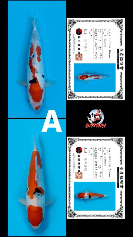 Lelang Koi Online, Jual Beli Ikan Koi, Pusat Jual Beli Koi, Info Lelang Koi Hari Ini, Platform Jual Beli Koi, Jual Beli Ikan Koi Online, Marketplace Ikan Koi, Jual Koi Terbaik, Tempat Beli Koi Berkualitas, Pasar Ikan Koi Online Terpercaya, Penjual Ikan Koi Terpercaya, Beli Koi Hias Online, Ikan Koi untuk Dijual, Koi Kualitas Terbaik, Toko Online Ikan Koi, Koi Hias Untuk Dijual, Jual Beli Ikan Koi Lokal, Koi Indonesia Online, Pusat Jual Beli Koi Terbesar