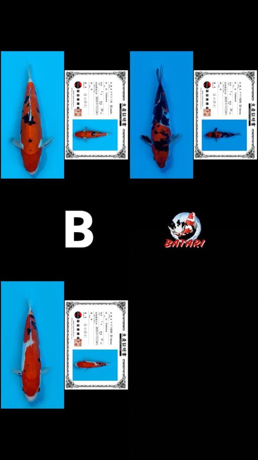 Lelang Koi Online, Jual Beli Ikan Koi, Pusat Jual Beli Koi, Info Lelang Koi Hari Ini, Platform Jual Beli Koi, Jual Beli Ikan Koi Online, Marketplace Ikan Koi, Jual Koi Terbaik, Tempat Beli Koi Berkualitas, Pasar Ikan Koi Online Terpercaya, Penjual Ikan Koi Terpercaya, Beli Koi Hias Online, Ikan Koi untuk Dijual, Koi Kualitas Terbaik, Toko Online Ikan Koi, Koi Hias Untuk Dijual, Jual Beli Ikan Koi Lokal, Koi Indonesia Online, Pusat Jual Beli Koi Terbesar