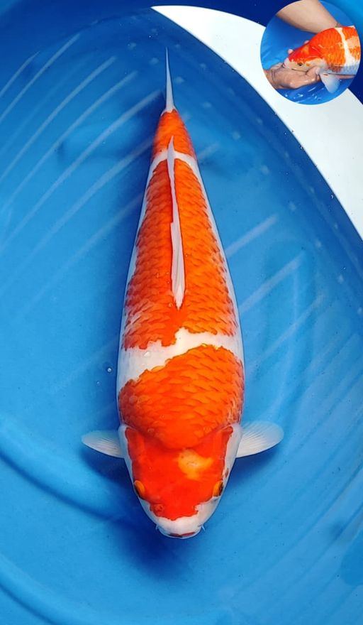 Lelang Koi Online, Jual Beli Ikan Koi, Pusat Jual Beli Koi, Info Lelang Koi Hari Ini, Platform Jual Beli Koi, Jual Beli Ikan Koi Online, Marketplace Ikan Koi, Jual Koi Terbaik, Tempat Beli Koi Berkualitas, Pasar Ikan Koi Online Terpercaya, Penjual Ikan Koi Terpercaya, Beli Koi Hias Online, Ikan Koi untuk Dijual, Koi Kualitas Terbaik, Toko Online Ikan Koi, Koi Hias Untuk Dijual, Jual Beli Ikan Koi Lokal, Koi Indonesia Online, Pusat Jual Beli Koi Terbesar