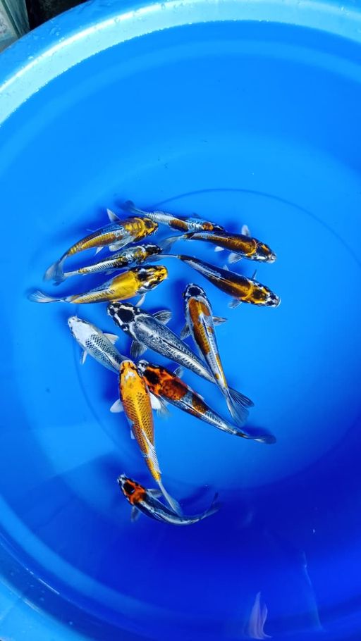 Lelang Koi Online, Jual Beli Ikan Koi, Pusat Jual Beli Koi, Info Lelang Koi Hari Ini, Platform Jual Beli Koi, Jual Beli Ikan Koi Online, Marketplace Ikan Koi, Jual Koi Terbaik, Tempat Beli Koi Berkualitas, Pasar Ikan Koi Online Terpercaya, Penjual Ikan Koi Terpercaya, Beli Koi Hias Online, Ikan Koi untuk Dijual, Koi Kualitas Terbaik, Toko Online Ikan Koi, Koi Hias Untuk Dijual, Jual Beli Ikan Koi Lokal, Koi Indonesia Online, Pusat Jual Beli Koi Terbesar