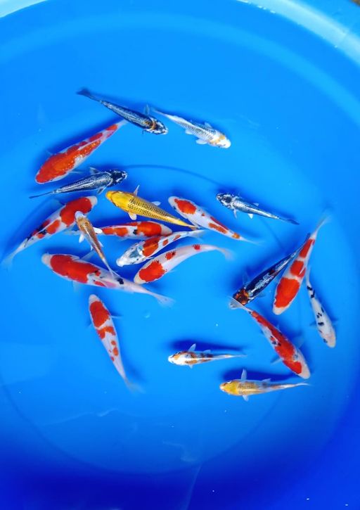 Lelang Koi Online, Jual Beli Ikan Koi, Pusat Jual Beli Koi, Info Lelang Koi Hari Ini, Platform Jual Beli Koi, Jual Beli Ikan Koi Online, Marketplace Ikan Koi, Jual Koi Terbaik, Tempat Beli Koi Berkualitas, Pasar Ikan Koi Online Terpercaya, Penjual Ikan Koi Terpercaya, Beli Koi Hias Online, Ikan Koi untuk Dijual, Koi Kualitas Terbaik, Toko Online Ikan Koi, Koi Hias Untuk Dijual, Jual Beli Ikan Koi Lokal, Koi Indonesia Online, Pusat Jual Beli Koi Terbesar