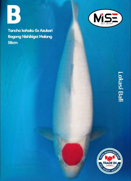 Lelang Koi Online, Jual Beli Ikan Koi, Pusat Jual Beli Koi, Info Lelang Koi Hari Ini, Platform Jual Beli Koi, Jual Beli Ikan Koi Online, Marketplace Ikan Koi, Jual Koi Terbaik, Tempat Beli Koi Berkualitas, Pasar Ikan Koi Online Terpercaya, Penjual Ikan Koi Terpercaya, Beli Koi Hias Online, Ikan Koi untuk Dijual, Koi Kualitas Terbaik, Toko Online Ikan Koi, Koi Hias Untuk Dijual, Jual Beli Ikan Koi Lokal, Koi Indonesia Online, Pusat Jual Beli Koi Terbesar