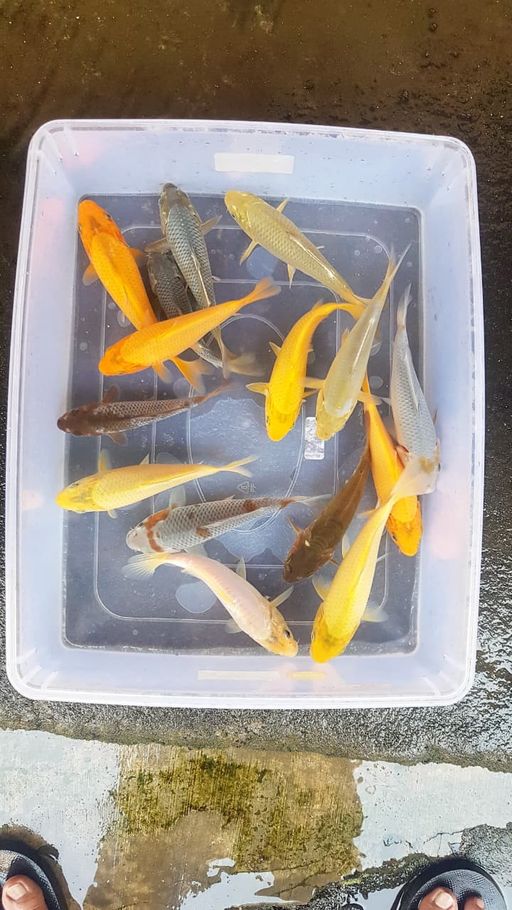 Lelang Koi Online, Jual Beli Ikan Koi, Pusat Jual Beli Koi, Info Lelang Koi Hari Ini, Platform Jual Beli Koi, Jual Beli Ikan Koi Online, Marketplace Ikan Koi, Jual Koi Terbaik, Tempat Beli Koi Berkualitas, Pasar Ikan Koi Online Terpercaya, Penjual Ikan Koi Terpercaya, Beli Koi Hias Online, Ikan Koi untuk Dijual, Koi Kualitas Terbaik, Toko Online Ikan Koi, Koi Hias Untuk Dijual, Jual Beli Ikan Koi Lokal, Koi Indonesia Online, Pusat Jual Beli Koi Terbesar
