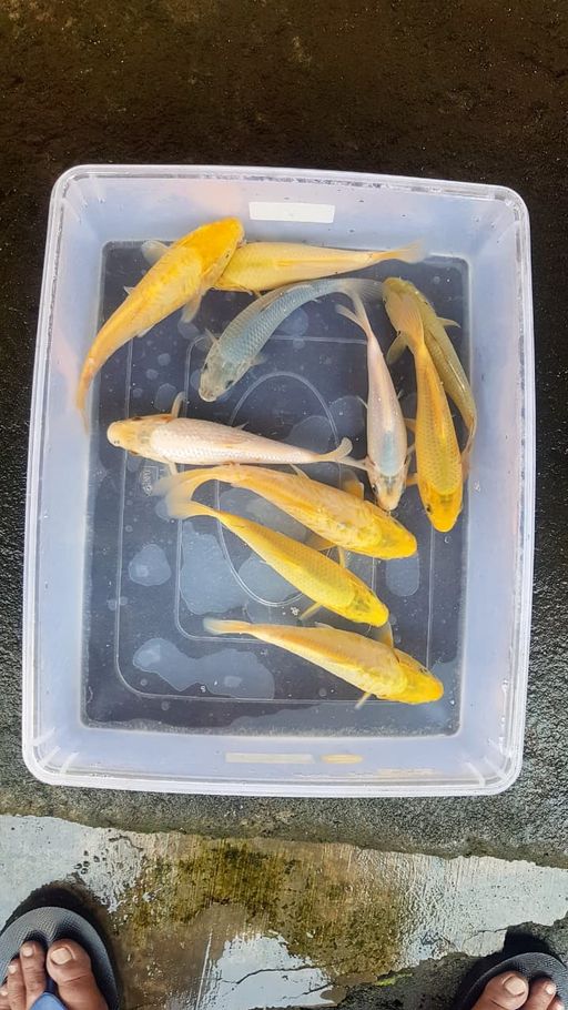 Lelang Koi Online, Jual Beli Ikan Koi, Pusat Jual Beli Koi, Info Lelang Koi Hari Ini, Platform Jual Beli Koi, Jual Beli Ikan Koi Online, Marketplace Ikan Koi, Jual Koi Terbaik, Tempat Beli Koi Berkualitas, Pasar Ikan Koi Online Terpercaya, Penjual Ikan Koi Terpercaya, Beli Koi Hias Online, Ikan Koi untuk Dijual, Koi Kualitas Terbaik, Toko Online Ikan Koi, Koi Hias Untuk Dijual, Jual Beli Ikan Koi Lokal, Koi Indonesia Online, Pusat Jual Beli Koi Terbesar