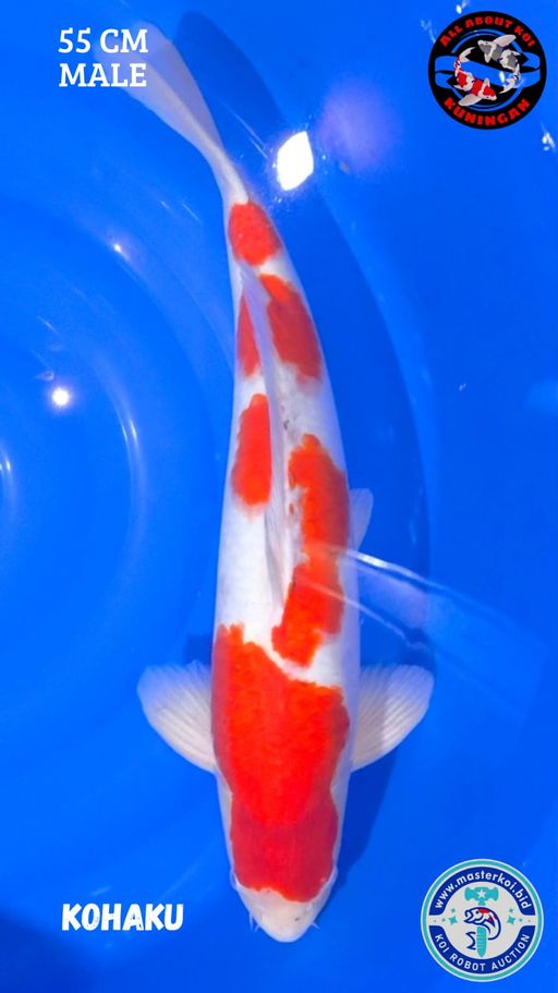 Lelang Koi Online, Jual Beli Ikan Koi, Pusat Jual Beli Koi, Info Lelang Koi Hari Ini, Platform Jual Beli Koi, Jual Beli Ikan Koi Online, Marketplace Ikan Koi, Jual Koi Terbaik, Tempat Beli Koi Berkualitas, Pasar Ikan Koi Online Terpercaya, Penjual Ikan Koi Terpercaya, Beli Koi Hias Online, Ikan Koi untuk Dijual, Koi Kualitas Terbaik, Toko Online Ikan Koi, Koi Hias Untuk Dijual, Jual Beli Ikan Koi Lokal, Koi Indonesia Online, Pusat Jual Beli Koi Terbesar