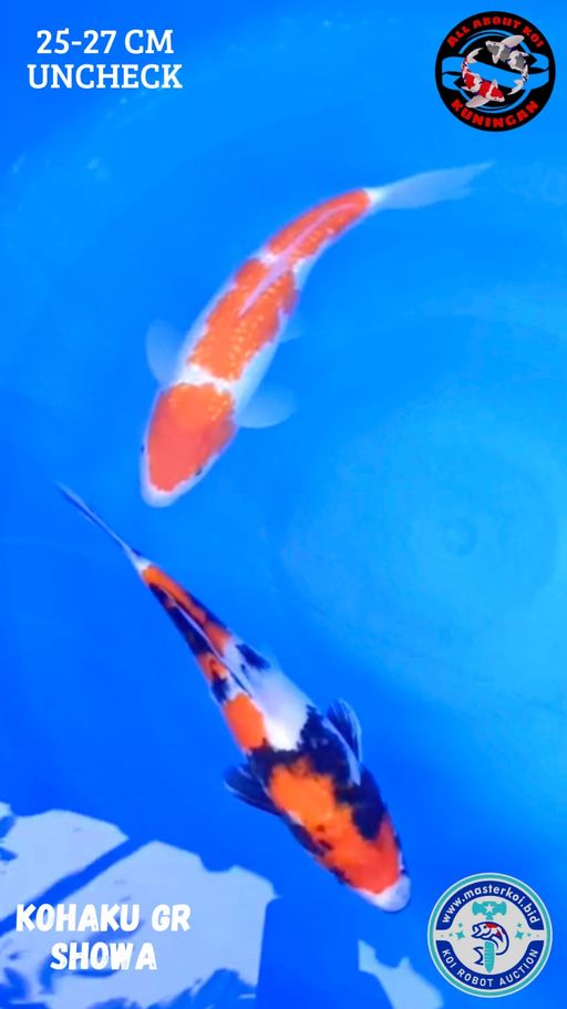 Lelang Koi Online, Jual Beli Ikan Koi, Pusat Jual Beli Koi, Info Lelang Koi Hari Ini, Platform Jual Beli Koi, Jual Beli Ikan Koi Online, Marketplace Ikan Koi, Jual Koi Terbaik, Tempat Beli Koi Berkualitas, Pasar Ikan Koi Online Terpercaya, Penjual Ikan Koi Terpercaya, Beli Koi Hias Online, Ikan Koi untuk Dijual, Koi Kualitas Terbaik, Toko Online Ikan Koi, Koi Hias Untuk Dijual, Jual Beli Ikan Koi Lokal, Koi Indonesia Online, Pusat Jual Beli Koi Terbesar