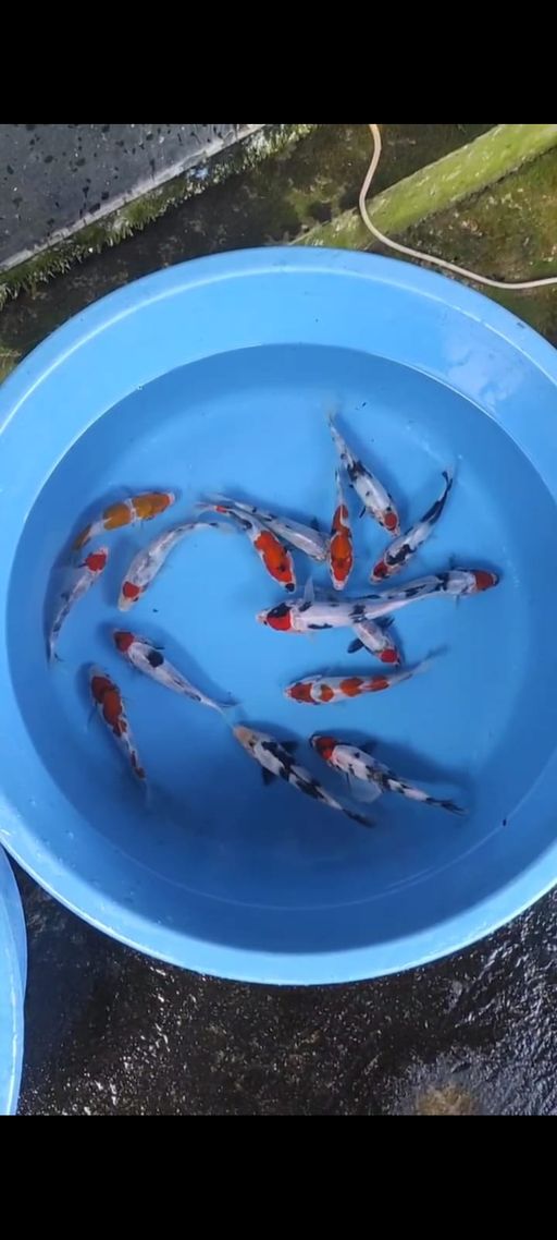 Lelang Koi Online, Jual Beli Ikan Koi, Pusat Jual Beli Koi, Info Lelang Koi Hari Ini, Platform Jual Beli Koi, Jual Beli Ikan Koi Online, Marketplace Ikan Koi, Jual Koi Terbaik, Tempat Beli Koi Berkualitas, Pasar Ikan Koi Online Terpercaya, Penjual Ikan Koi Terpercaya, Beli Koi Hias Online, Ikan Koi untuk Dijual, Koi Kualitas Terbaik, Toko Online Ikan Koi, Koi Hias Untuk Dijual, Jual Beli Ikan Koi Lokal, Koi Indonesia Online, Pusat Jual Beli Koi Terbesar