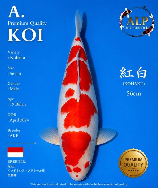 Lelang Koi Online, Jual Beli Ikan Koi, Pusat Jual Beli Koi, Info Lelang Koi Hari Ini, Platform Jual Beli Koi, Jual Beli Ikan Koi Online, Marketplace Ikan Koi, Jual Koi Terbaik, Tempat Beli Koi Berkualitas, Pasar Ikan Koi Online Terpercaya, Penjual Ikan Koi Terpercaya, Beli Koi Hias Online, Ikan Koi untuk Dijual, Koi Kualitas Terbaik, Toko Online Ikan Koi, Koi Hias Untuk Dijual, Jual Beli Ikan Koi Lokal, Koi Indonesia Online, Pusat Jual Beli Koi Terbesar