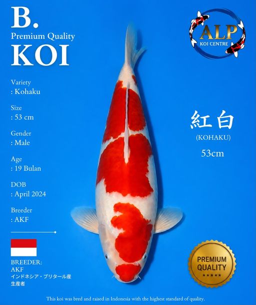 Lelang Koi Online, Jual Beli Ikan Koi, Pusat Jual Beli Koi, Info Lelang Koi Hari Ini, Platform Jual Beli Koi, Jual Beli Ikan Koi Online, Marketplace Ikan Koi, Jual Koi Terbaik, Tempat Beli Koi Berkualitas, Pasar Ikan Koi Online Terpercaya, Penjual Ikan Koi Terpercaya, Beli Koi Hias Online, Ikan Koi untuk Dijual, Koi Kualitas Terbaik, Toko Online Ikan Koi, Koi Hias Untuk Dijual, Jual Beli Ikan Koi Lokal, Koi Indonesia Online, Pusat Jual Beli Koi Terbesar
