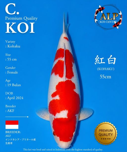 Lelang Koi Online, Jual Beli Ikan Koi, Pusat Jual Beli Koi, Info Lelang Koi Hari Ini, Platform Jual Beli Koi, Jual Beli Ikan Koi Online, Marketplace Ikan Koi, Jual Koi Terbaik, Tempat Beli Koi Berkualitas, Pasar Ikan Koi Online Terpercaya, Penjual Ikan Koi Terpercaya, Beli Koi Hias Online, Ikan Koi untuk Dijual, Koi Kualitas Terbaik, Toko Online Ikan Koi, Koi Hias Untuk Dijual, Jual Beli Ikan Koi Lokal, Koi Indonesia Online, Pusat Jual Beli Koi Terbesar