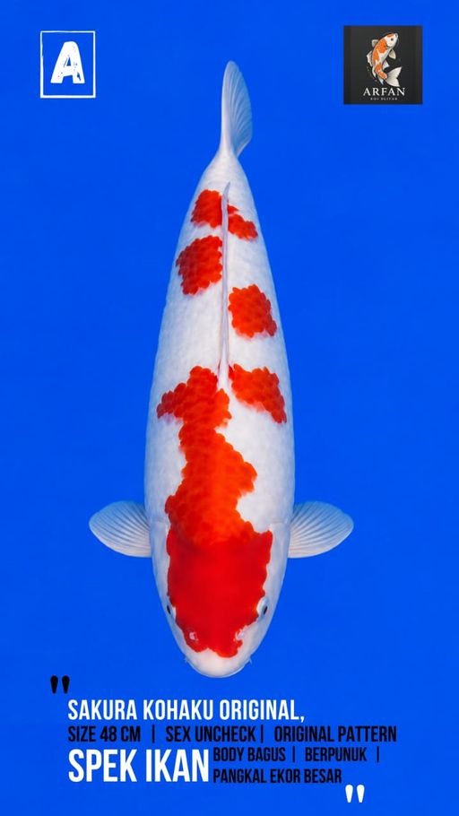 Lelang Koi Online, Jual Beli Ikan Koi, Pusat Jual Beli Koi, Info Lelang Koi Hari Ini, Platform Jual Beli Koi, Jual Beli Ikan Koi Online, Marketplace Ikan Koi, Jual Koi Terbaik, Tempat Beli Koi Berkualitas, Pasar Ikan Koi Online Terpercaya, Penjual Ikan Koi Terpercaya, Beli Koi Hias Online, Ikan Koi untuk Dijual, Koi Kualitas Terbaik, Toko Online Ikan Koi, Koi Hias Untuk Dijual, Jual Beli Ikan Koi Lokal, Koi Indonesia Online, Pusat Jual Beli Koi Terbesar