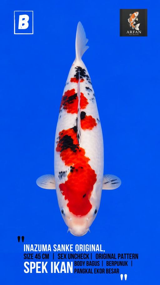 Lelang Koi Online, Jual Beli Ikan Koi, Pusat Jual Beli Koi, Info Lelang Koi Hari Ini, Platform Jual Beli Koi, Jual Beli Ikan Koi Online, Marketplace Ikan Koi, Jual Koi Terbaik, Tempat Beli Koi Berkualitas, Pasar Ikan Koi Online Terpercaya, Penjual Ikan Koi Terpercaya, Beli Koi Hias Online, Ikan Koi untuk Dijual, Koi Kualitas Terbaik, Toko Online Ikan Koi, Koi Hias Untuk Dijual, Jual Beli Ikan Koi Lokal, Koi Indonesia Online, Pusat Jual Beli Koi Terbesar