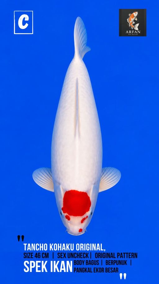 Lelang Koi Online, Jual Beli Ikan Koi, Pusat Jual Beli Koi, Info Lelang Koi Hari Ini, Platform Jual Beli Koi, Jual Beli Ikan Koi Online, Marketplace Ikan Koi, Jual Koi Terbaik, Tempat Beli Koi Berkualitas, Pasar Ikan Koi Online Terpercaya, Penjual Ikan Koi Terpercaya, Beli Koi Hias Online, Ikan Koi untuk Dijual, Koi Kualitas Terbaik, Toko Online Ikan Koi, Koi Hias Untuk Dijual, Jual Beli Ikan Koi Lokal, Koi Indonesia Online, Pusat Jual Beli Koi Terbesar