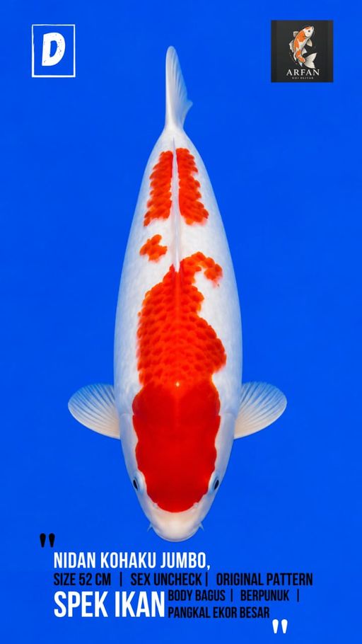 Lelang Koi Online, Jual Beli Ikan Koi, Pusat Jual Beli Koi, Info Lelang Koi Hari Ini, Platform Jual Beli Koi, Jual Beli Ikan Koi Online, Marketplace Ikan Koi, Jual Koi Terbaik, Tempat Beli Koi Berkualitas, Pasar Ikan Koi Online Terpercaya, Penjual Ikan Koi Terpercaya, Beli Koi Hias Online, Ikan Koi untuk Dijual, Koi Kualitas Terbaik, Toko Online Ikan Koi, Koi Hias Untuk Dijual, Jual Beli Ikan Koi Lokal, Koi Indonesia Online, Pusat Jual Beli Koi Terbesar