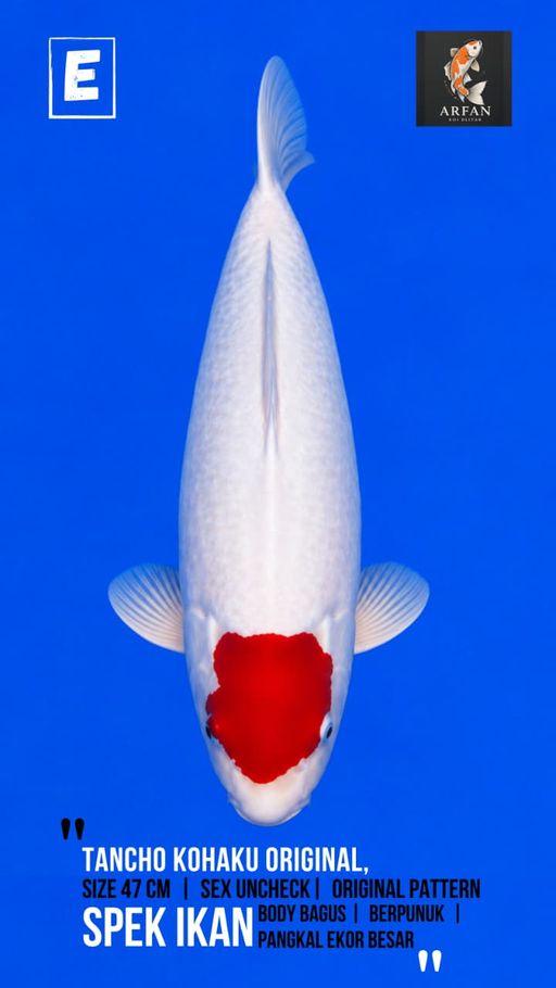 Lelang Koi Online, Jual Beli Ikan Koi, Pusat Jual Beli Koi, Info Lelang Koi Hari Ini, Platform Jual Beli Koi, Jual Beli Ikan Koi Online, Marketplace Ikan Koi, Jual Koi Terbaik, Tempat Beli Koi Berkualitas, Pasar Ikan Koi Online Terpercaya, Penjual Ikan Koi Terpercaya, Beli Koi Hias Online, Ikan Koi untuk Dijual, Koi Kualitas Terbaik, Toko Online Ikan Koi, Koi Hias Untuk Dijual, Jual Beli Ikan Koi Lokal, Koi Indonesia Online, Pusat Jual Beli Koi Terbesar