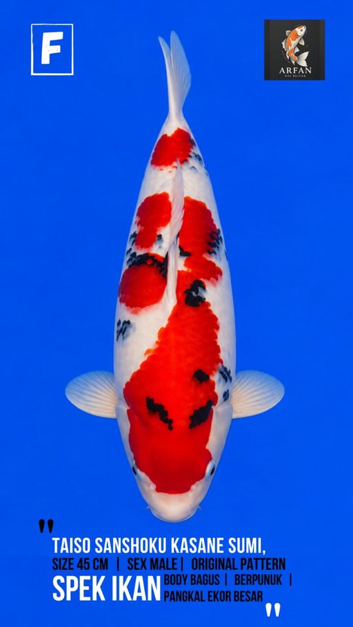 Lelang Koi Online, Jual Beli Ikan Koi, Pusat Jual Beli Koi, Info Lelang Koi Hari Ini, Platform Jual Beli Koi, Jual Beli Ikan Koi Online, Marketplace Ikan Koi, Jual Koi Terbaik, Tempat Beli Koi Berkualitas, Pasar Ikan Koi Online Terpercaya, Penjual Ikan Koi Terpercaya, Beli Koi Hias Online, Ikan Koi untuk Dijual, Koi Kualitas Terbaik, Toko Online Ikan Koi, Koi Hias Untuk Dijual, Jual Beli Ikan Koi Lokal, Koi Indonesia Online, Pusat Jual Beli Koi Terbesar