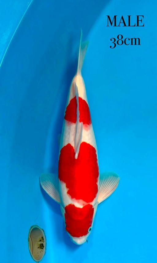 Lelang Koi Online, Jual Beli Ikan Koi, Pusat Jual Beli Koi, Info Lelang Koi Hari Ini, Platform Jual Beli Koi, Jual Beli Ikan Koi Online, Marketplace Ikan Koi, Jual Koi Terbaik, Tempat Beli Koi Berkualitas, Pasar Ikan Koi Online Terpercaya, Penjual Ikan Koi Terpercaya, Beli Koi Hias Online, Ikan Koi untuk Dijual, Koi Kualitas Terbaik, Toko Online Ikan Koi, Koi Hias Untuk Dijual, Jual Beli Ikan Koi Lokal, Koi Indonesia Online, Pusat Jual Beli Koi Terbesar