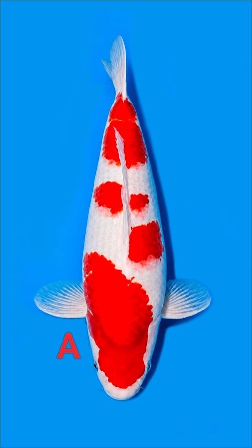 Lelang Koi Online, Jual Beli Ikan Koi, Pusat Jual Beli Koi, Info Lelang Koi Hari Ini, Platform Jual Beli Koi, Jual Beli Ikan Koi Online, Marketplace Ikan Koi, Jual Koi Terbaik, Tempat Beli Koi Berkualitas, Pasar Ikan Koi Online Terpercaya, Penjual Ikan Koi Terpercaya, Beli Koi Hias Online, Ikan Koi untuk Dijual, Koi Kualitas Terbaik, Toko Online Ikan Koi, Koi Hias Untuk Dijual, Jual Beli Ikan Koi Lokal, Koi Indonesia Online, Pusat Jual Beli Koi Terbesar