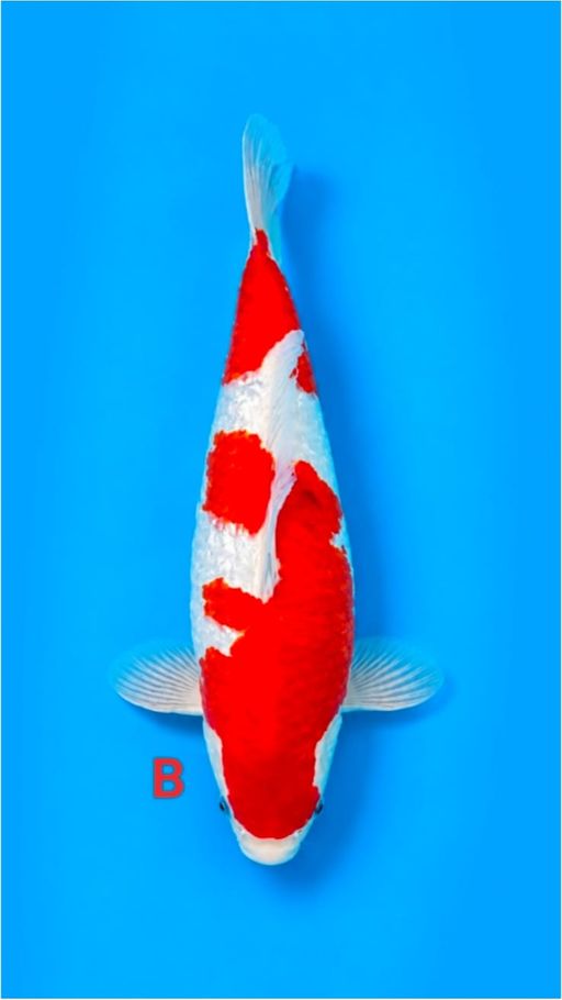 Lelang Koi Online, Jual Beli Ikan Koi, Pusat Jual Beli Koi, Info Lelang Koi Hari Ini, Platform Jual Beli Koi, Jual Beli Ikan Koi Online, Marketplace Ikan Koi, Jual Koi Terbaik, Tempat Beli Koi Berkualitas, Pasar Ikan Koi Online Terpercaya, Penjual Ikan Koi Terpercaya, Beli Koi Hias Online, Ikan Koi untuk Dijual, Koi Kualitas Terbaik, Toko Online Ikan Koi, Koi Hias Untuk Dijual, Jual Beli Ikan Koi Lokal, Koi Indonesia Online, Pusat Jual Beli Koi Terbesar