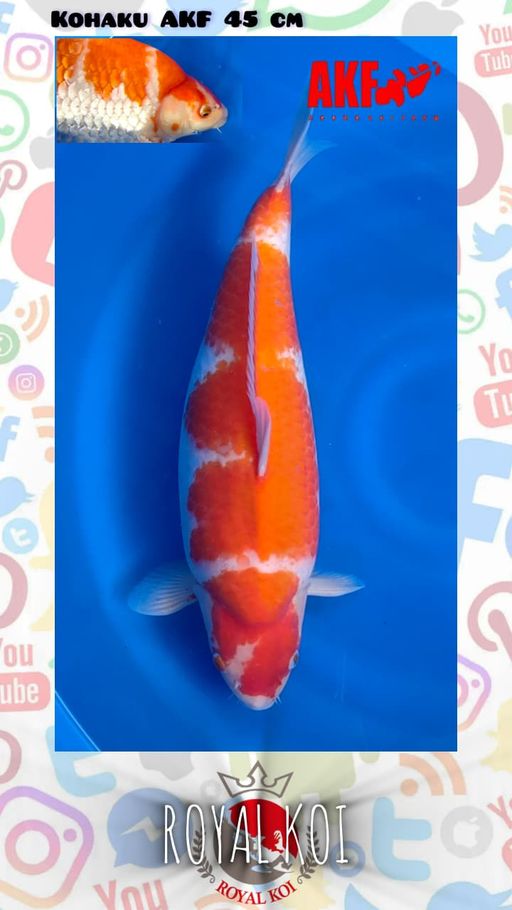 Lelang Koi Online, Jual Beli Ikan Koi, Pusat Jual Beli Koi, Info Lelang Koi Hari Ini, Platform Jual Beli Koi, Jual Beli Ikan Koi Online, Marketplace Ikan Koi, Jual Koi Terbaik, Tempat Beli Koi Berkualitas, Pasar Ikan Koi Online Terpercaya, Penjual Ikan Koi Terpercaya, Beli Koi Hias Online, Ikan Koi untuk Dijual, Koi Kualitas Terbaik, Toko Online Ikan Koi, Koi Hias Untuk Dijual, Jual Beli Ikan Koi Lokal, Koi Indonesia Online, Pusat Jual Beli Koi Terbesar