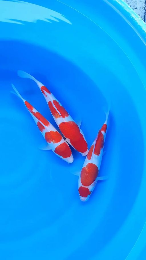 Lelang Koi Online, Jual Beli Ikan Koi, Pusat Jual Beli Koi, Info Lelang Koi Hari Ini, Platform Jual Beli Koi, Jual Beli Ikan Koi Online, Marketplace Ikan Koi, Jual Koi Terbaik, Tempat Beli Koi Berkualitas, Pasar Ikan Koi Online Terpercaya, Penjual Ikan Koi Terpercaya, Beli Koi Hias Online, Ikan Koi untuk Dijual, Koi Kualitas Terbaik, Toko Online Ikan Koi, Koi Hias Untuk Dijual, Jual Beli Ikan Koi Lokal, Koi Indonesia Online, Pusat Jual Beli Koi Terbesar