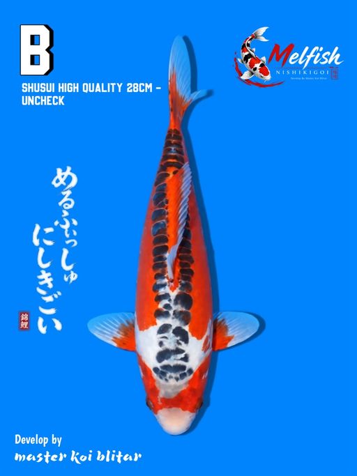Lelang Koi Online, Jual Beli Ikan Koi, Pusat Jual Beli Koi, Info Lelang Koi Hari Ini, Platform Jual Beli Koi, Jual Beli Ikan Koi Online, Marketplace Ikan Koi, Jual Koi Terbaik, Tempat Beli Koi Berkualitas, Pasar Ikan Koi Online Terpercaya, Penjual Ikan Koi Terpercaya, Beli Koi Hias Online, Ikan Koi untuk Dijual, Koi Kualitas Terbaik, Toko Online Ikan Koi, Koi Hias Untuk Dijual, Jual Beli Ikan Koi Lokal, Koi Indonesia Online, Pusat Jual Beli Koi Terbesar