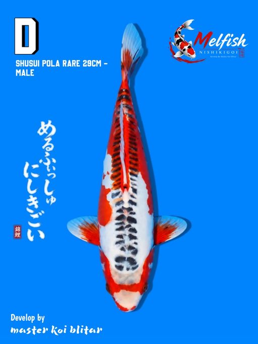 Lelang Koi Online, Jual Beli Ikan Koi, Pusat Jual Beli Koi, Info Lelang Koi Hari Ini, Platform Jual Beli Koi, Jual Beli Ikan Koi Online, Marketplace Ikan Koi, Jual Koi Terbaik, Tempat Beli Koi Berkualitas, Pasar Ikan Koi Online Terpercaya, Penjual Ikan Koi Terpercaya, Beli Koi Hias Online, Ikan Koi untuk Dijual, Koi Kualitas Terbaik, Toko Online Ikan Koi, Koi Hias Untuk Dijual, Jual Beli Ikan Koi Lokal, Koi Indonesia Online, Pusat Jual Beli Koi Terbesar