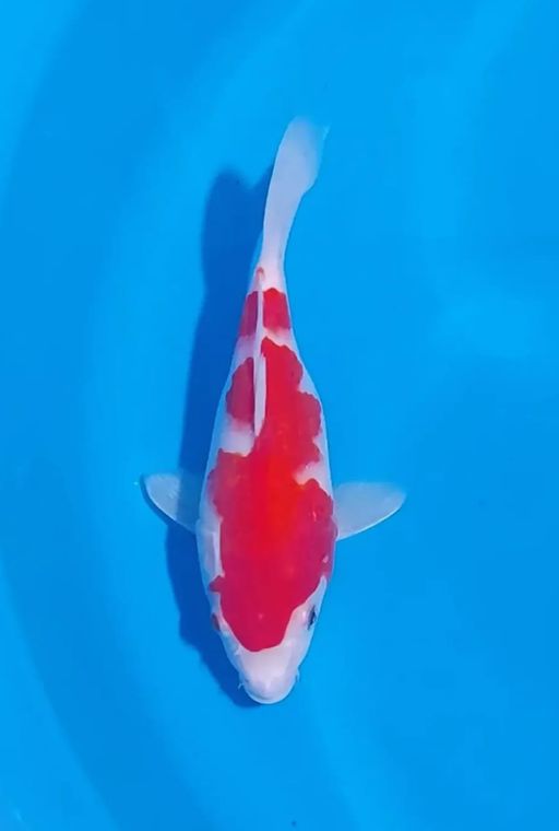 Lelang Koi Online, Jual Beli Ikan Koi, Pusat Jual Beli Koi, Info Lelang Koi Hari Ini, Platform Jual Beli Koi, Jual Beli Ikan Koi Online, Marketplace Ikan Koi, Jual Koi Terbaik, Tempat Beli Koi Berkualitas, Pasar Ikan Koi Online Terpercaya, Penjual Ikan Koi Terpercaya, Beli Koi Hias Online, Ikan Koi untuk Dijual, Koi Kualitas Terbaik, Toko Online Ikan Koi, Koi Hias Untuk Dijual, Jual Beli Ikan Koi Lokal, Koi Indonesia Online, Pusat Jual Beli Koi Terbesar