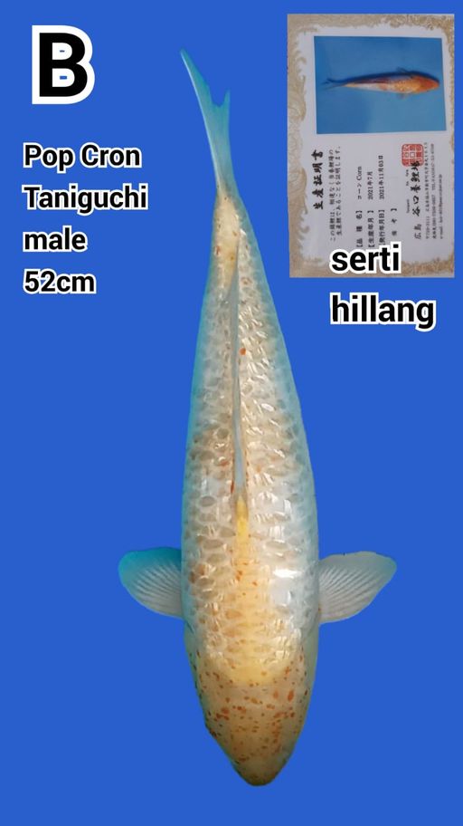 Lelang Koi Online, Jual Beli Ikan Koi, Pusat Jual Beli Koi, Info Lelang Koi Hari Ini, Platform Jual Beli Koi, Jual Beli Ikan Koi Online, Marketplace Ikan Koi, Jual Koi Terbaik, Tempat Beli Koi Berkualitas, Pasar Ikan Koi Online Terpercaya, Penjual Ikan Koi Terpercaya, Beli Koi Hias Online, Ikan Koi untuk Dijual, Koi Kualitas Terbaik, Toko Online Ikan Koi, Koi Hias Untuk Dijual, Jual Beli Ikan Koi Lokal, Koi Indonesia Online, Pusat Jual Beli Koi Terbesar