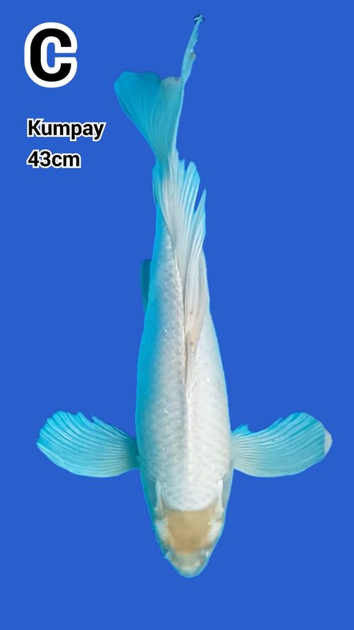 Lelang Koi Online, Jual Beli Ikan Koi, Pusat Jual Beli Koi, Info Lelang Koi Hari Ini, Platform Jual Beli Koi, Jual Beli Ikan Koi Online, Marketplace Ikan Koi, Jual Koi Terbaik, Tempat Beli Koi Berkualitas, Pasar Ikan Koi Online Terpercaya, Penjual Ikan Koi Terpercaya, Beli Koi Hias Online, Ikan Koi untuk Dijual, Koi Kualitas Terbaik, Toko Online Ikan Koi, Koi Hias Untuk Dijual, Jual Beli Ikan Koi Lokal, Koi Indonesia Online, Pusat Jual Beli Koi Terbesar