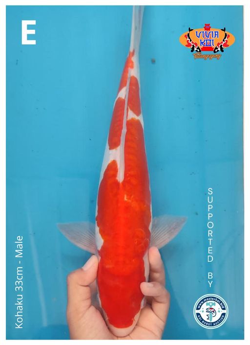 Lelang Koi Online, Jual Beli Ikan Koi, Pusat Jual Beli Koi, Info Lelang Koi Hari Ini, Platform Jual Beli Koi, Jual Beli Ikan Koi Online, Marketplace Ikan Koi, Jual Koi Terbaik, Tempat Beli Koi Berkualitas, Pasar Ikan Koi Online Terpercaya, Penjual Ikan Koi Terpercaya, Beli Koi Hias Online, Ikan Koi untuk Dijual, Koi Kualitas Terbaik, Toko Online Ikan Koi, Koi Hias Untuk Dijual, Jual Beli Ikan Koi Lokal, Koi Indonesia Online, Pusat Jual Beli Koi Terbesar