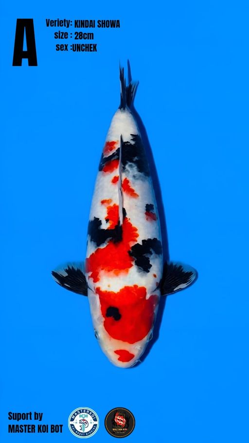 Lelang Koi Online, Jual Beli Ikan Koi, Pusat Jual Beli Koi, Info Lelang Koi Hari Ini, Platform Jual Beli Koi, Jual Beli Ikan Koi Online, Marketplace Ikan Koi, Jual Koi Terbaik, Tempat Beli Koi Berkualitas, Pasar Ikan Koi Online Terpercaya, Penjual Ikan Koi Terpercaya, Beli Koi Hias Online, Ikan Koi untuk Dijual, Koi Kualitas Terbaik, Toko Online Ikan Koi, Koi Hias Untuk Dijual, Jual Beli Ikan Koi Lokal, Koi Indonesia Online, Pusat Jual Beli Koi Terbesar