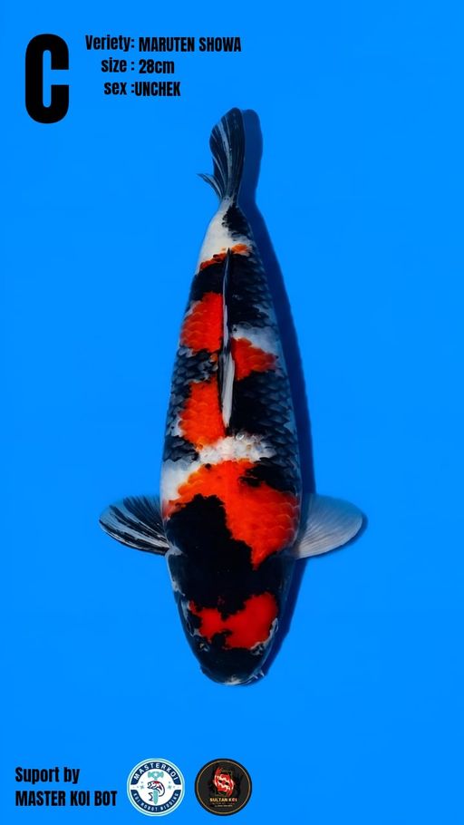Lelang Koi Online, Jual Beli Ikan Koi, Pusat Jual Beli Koi, Info Lelang Koi Hari Ini, Platform Jual Beli Koi, Jual Beli Ikan Koi Online, Marketplace Ikan Koi, Jual Koi Terbaik, Tempat Beli Koi Berkualitas, Pasar Ikan Koi Online Terpercaya, Penjual Ikan Koi Terpercaya, Beli Koi Hias Online, Ikan Koi untuk Dijual, Koi Kualitas Terbaik, Toko Online Ikan Koi, Koi Hias Untuk Dijual, Jual Beli Ikan Koi Lokal, Koi Indonesia Online, Pusat Jual Beli Koi Terbesar