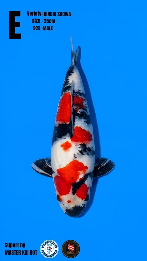 Lelang Koi Online, Jual Beli Ikan Koi, Pusat Jual Beli Koi, Info Lelang Koi Hari Ini, Platform Jual Beli Koi, Jual Beli Ikan Koi Online, Marketplace Ikan Koi, Jual Koi Terbaik, Tempat Beli Koi Berkualitas, Pasar Ikan Koi Online Terpercaya, Penjual Ikan Koi Terpercaya, Beli Koi Hias Online, Ikan Koi untuk Dijual, Koi Kualitas Terbaik, Toko Online Ikan Koi, Koi Hias Untuk Dijual, Jual Beli Ikan Koi Lokal, Koi Indonesia Online, Pusat Jual Beli Koi Terbesar