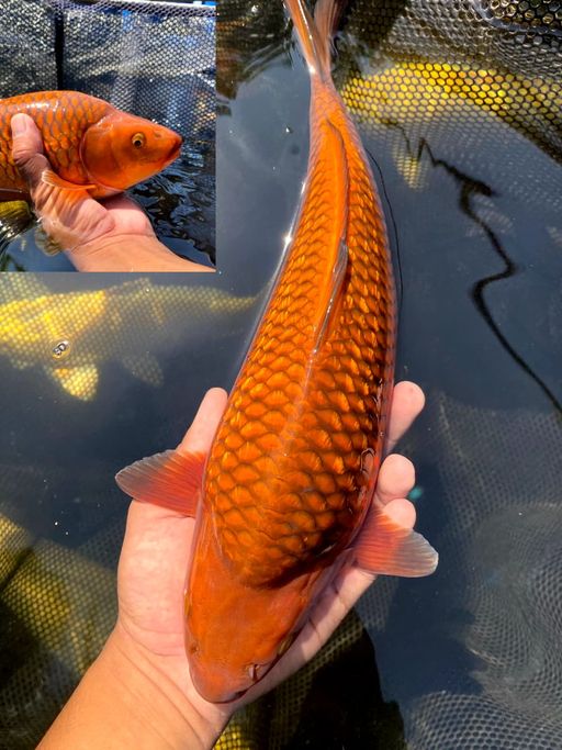 Lelang Koi Online, Jual Beli Ikan Koi, Pusat Jual Beli Koi, Info Lelang Koi Hari Ini, Platform Jual Beli Koi, Jual Beli Ikan Koi Online, Marketplace Ikan Koi, Jual Koi Terbaik, Tempat Beli Koi Berkualitas, Pasar Ikan Koi Online Terpercaya, Penjual Ikan Koi Terpercaya, Beli Koi Hias Online, Ikan Koi untuk Dijual, Koi Kualitas Terbaik, Toko Online Ikan Koi, Koi Hias Untuk Dijual, Jual Beli Ikan Koi Lokal, Koi Indonesia Online, Pusat Jual Beli Koi Terbesar