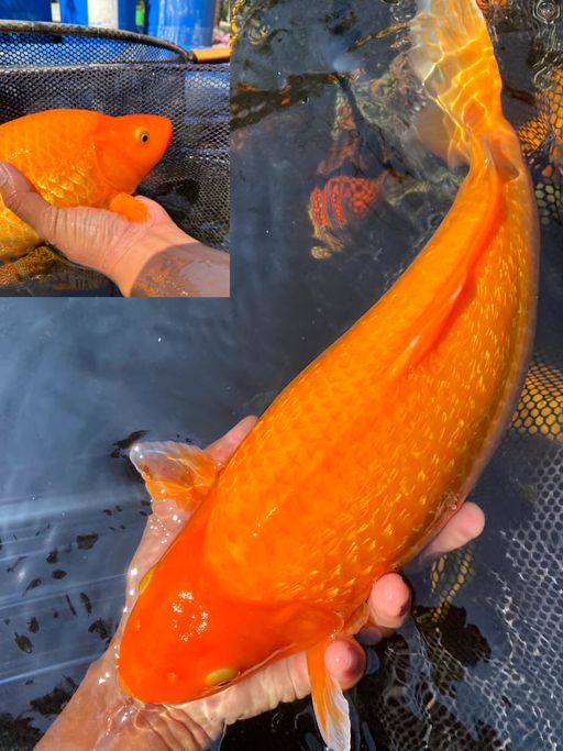 Lelang Koi Online, Jual Beli Ikan Koi, Pusat Jual Beli Koi, Info Lelang Koi Hari Ini, Platform Jual Beli Koi, Jual Beli Ikan Koi Online, Marketplace Ikan Koi, Jual Koi Terbaik, Tempat Beli Koi Berkualitas, Pasar Ikan Koi Online Terpercaya, Penjual Ikan Koi Terpercaya, Beli Koi Hias Online, Ikan Koi untuk Dijual, Koi Kualitas Terbaik, Toko Online Ikan Koi, Koi Hias Untuk Dijual, Jual Beli Ikan Koi Lokal, Koi Indonesia Online, Pusat Jual Beli Koi Terbesar