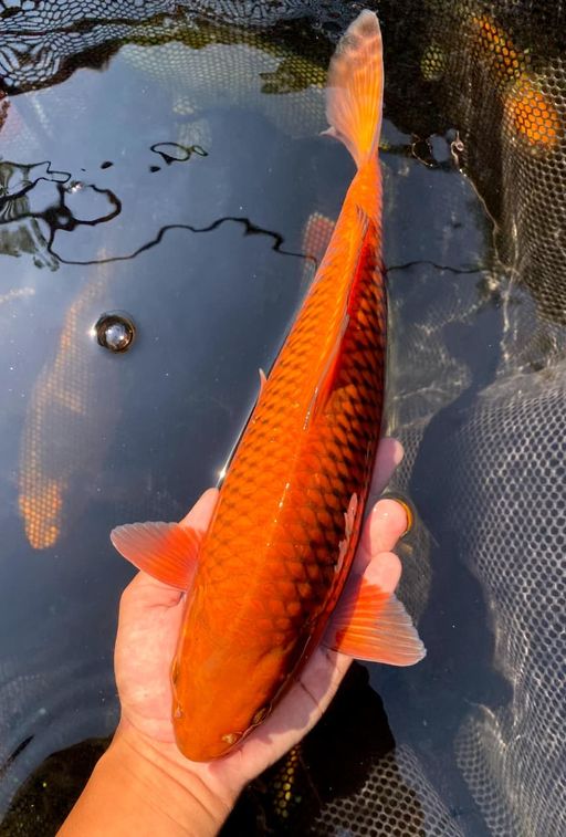 Lelang Koi Online, Jual Beli Ikan Koi, Pusat Jual Beli Koi, Info Lelang Koi Hari Ini, Platform Jual Beli Koi, Jual Beli Ikan Koi Online, Marketplace Ikan Koi, Jual Koi Terbaik, Tempat Beli Koi Berkualitas, Pasar Ikan Koi Online Terpercaya, Penjual Ikan Koi Terpercaya, Beli Koi Hias Online, Ikan Koi untuk Dijual, Koi Kualitas Terbaik, Toko Online Ikan Koi, Koi Hias Untuk Dijual, Jual Beli Ikan Koi Lokal, Koi Indonesia Online, Pusat Jual Beli Koi Terbesar