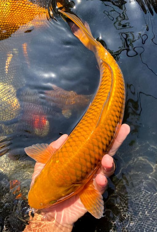 Lelang Koi Online, Jual Beli Ikan Koi, Pusat Jual Beli Koi, Info Lelang Koi Hari Ini, Platform Jual Beli Koi, Jual Beli Ikan Koi Online, Marketplace Ikan Koi, Jual Koi Terbaik, Tempat Beli Koi Berkualitas, Pasar Ikan Koi Online Terpercaya, Penjual Ikan Koi Terpercaya, Beli Koi Hias Online, Ikan Koi untuk Dijual, Koi Kualitas Terbaik, Toko Online Ikan Koi, Koi Hias Untuk Dijual, Jual Beli Ikan Koi Lokal, Koi Indonesia Online, Pusat Jual Beli Koi Terbesar