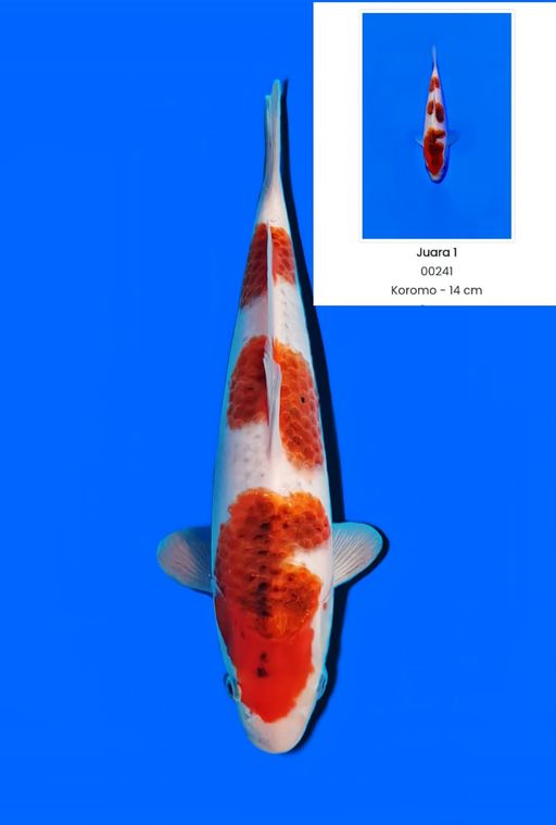 Lelang Koi Online, Jual Beli Ikan Koi, Pusat Jual Beli Koi, Info Lelang Koi Hari Ini, Platform Jual Beli Koi, Jual Beli Ikan Koi Online, Marketplace Ikan Koi, Jual Koi Terbaik, Tempat Beli Koi Berkualitas, Pasar Ikan Koi Online Terpercaya, Penjual Ikan Koi Terpercaya, Beli Koi Hias Online, Ikan Koi untuk Dijual, Koi Kualitas Terbaik, Toko Online Ikan Koi, Koi Hias Untuk Dijual, Jual Beli Ikan Koi Lokal, Koi Indonesia Online, Pusat Jual Beli Koi Terbesar