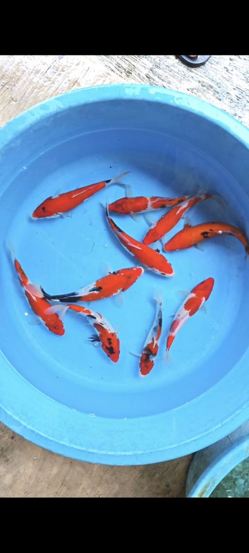 Lelang Koi Online, Jual Beli Ikan Koi, Pusat Jual Beli Koi, Info Lelang Koi Hari Ini, Platform Jual Beli Koi, Jual Beli Ikan Koi Online, Marketplace Ikan Koi, Jual Koi Terbaik, Tempat Beli Koi Berkualitas, Pasar Ikan Koi Online Terpercaya, Penjual Ikan Koi Terpercaya, Beli Koi Hias Online, Ikan Koi untuk Dijual, Koi Kualitas Terbaik, Toko Online Ikan Koi, Koi Hias Untuk Dijual, Jual Beli Ikan Koi Lokal, Koi Indonesia Online, Pusat Jual Beli Koi Terbesar
