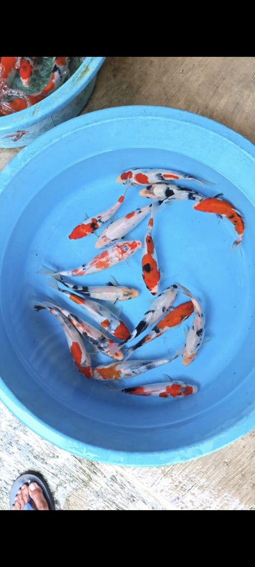 Lelang Koi Online, Jual Beli Ikan Koi, Pusat Jual Beli Koi, Info Lelang Koi Hari Ini, Platform Jual Beli Koi, Jual Beli Ikan Koi Online, Marketplace Ikan Koi, Jual Koi Terbaik, Tempat Beli Koi Berkualitas, Pasar Ikan Koi Online Terpercaya, Penjual Ikan Koi Terpercaya, Beli Koi Hias Online, Ikan Koi untuk Dijual, Koi Kualitas Terbaik, Toko Online Ikan Koi, Koi Hias Untuk Dijual, Jual Beli Ikan Koi Lokal, Koi Indonesia Online, Pusat Jual Beli Koi Terbesar