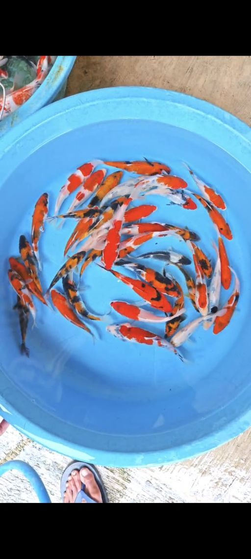 Lelang Koi Online, Jual Beli Ikan Koi, Pusat Jual Beli Koi, Info Lelang Koi Hari Ini, Platform Jual Beli Koi, Jual Beli Ikan Koi Online, Marketplace Ikan Koi, Jual Koi Terbaik, Tempat Beli Koi Berkualitas, Pasar Ikan Koi Online Terpercaya, Penjual Ikan Koi Terpercaya, Beli Koi Hias Online, Ikan Koi untuk Dijual, Koi Kualitas Terbaik, Toko Online Ikan Koi, Koi Hias Untuk Dijual, Jual Beli Ikan Koi Lokal, Koi Indonesia Online, Pusat Jual Beli Koi Terbesar