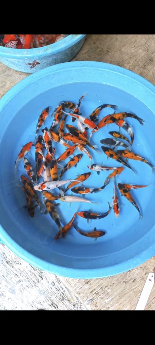 Lelang Koi Online, Jual Beli Ikan Koi, Pusat Jual Beli Koi, Info Lelang Koi Hari Ini, Platform Jual Beli Koi, Jual Beli Ikan Koi Online, Marketplace Ikan Koi, Jual Koi Terbaik, Tempat Beli Koi Berkualitas, Pasar Ikan Koi Online Terpercaya, Penjual Ikan Koi Terpercaya, Beli Koi Hias Online, Ikan Koi untuk Dijual, Koi Kualitas Terbaik, Toko Online Ikan Koi, Koi Hias Untuk Dijual, Jual Beli Ikan Koi Lokal, Koi Indonesia Online, Pusat Jual Beli Koi Terbesar