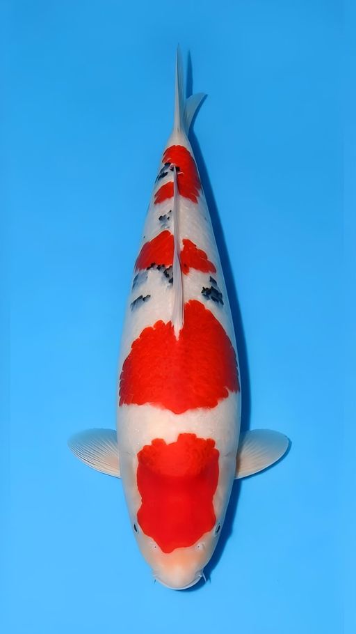 Lelang Koi Online, Jual Beli Ikan Koi, Pusat Jual Beli Koi, Info Lelang Koi Hari Ini, Platform Jual Beli Koi, Jual Beli Ikan Koi Online, Marketplace Ikan Koi, Jual Koi Terbaik, Tempat Beli Koi Berkualitas, Pasar Ikan Koi Online Terpercaya, Penjual Ikan Koi Terpercaya, Beli Koi Hias Online, Ikan Koi untuk Dijual, Koi Kualitas Terbaik, Toko Online Ikan Koi, Koi Hias Untuk Dijual, Jual Beli Ikan Koi Lokal, Koi Indonesia Online, Pusat Jual Beli Koi Terbesar