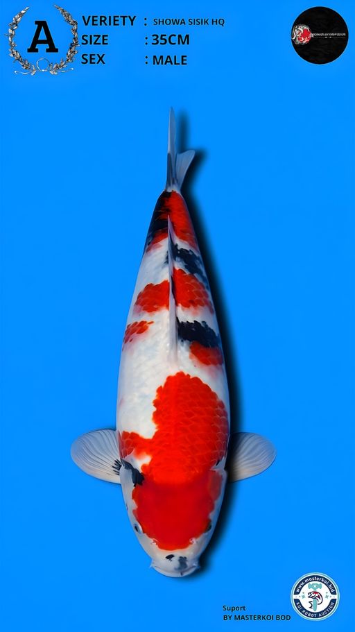 Lelang Koi Online, Jual Beli Ikan Koi, Pusat Jual Beli Koi, Info Lelang Koi Hari Ini, Platform Jual Beli Koi, Jual Beli Ikan Koi Online, Marketplace Ikan Koi, Jual Koi Terbaik, Tempat Beli Koi Berkualitas, Pasar Ikan Koi Online Terpercaya, Penjual Ikan Koi Terpercaya, Beli Koi Hias Online, Ikan Koi untuk Dijual, Koi Kualitas Terbaik, Toko Online Ikan Koi, Koi Hias Untuk Dijual, Jual Beli Ikan Koi Lokal, Koi Indonesia Online, Pusat Jual Beli Koi Terbesar