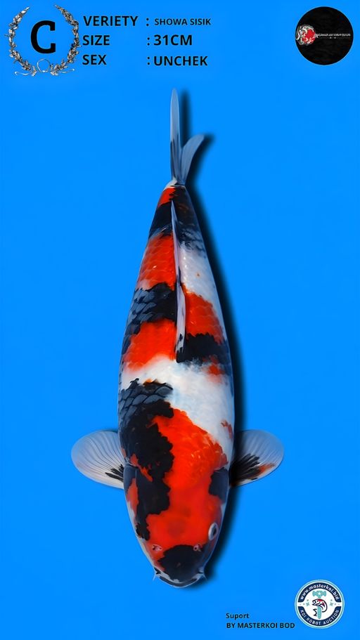 Lelang Koi Online, Jual Beli Ikan Koi, Pusat Jual Beli Koi, Info Lelang Koi Hari Ini, Platform Jual Beli Koi, Jual Beli Ikan Koi Online, Marketplace Ikan Koi, Jual Koi Terbaik, Tempat Beli Koi Berkualitas, Pasar Ikan Koi Online Terpercaya, Penjual Ikan Koi Terpercaya, Beli Koi Hias Online, Ikan Koi untuk Dijual, Koi Kualitas Terbaik, Toko Online Ikan Koi, Koi Hias Untuk Dijual, Jual Beli Ikan Koi Lokal, Koi Indonesia Online, Pusat Jual Beli Koi Terbesar