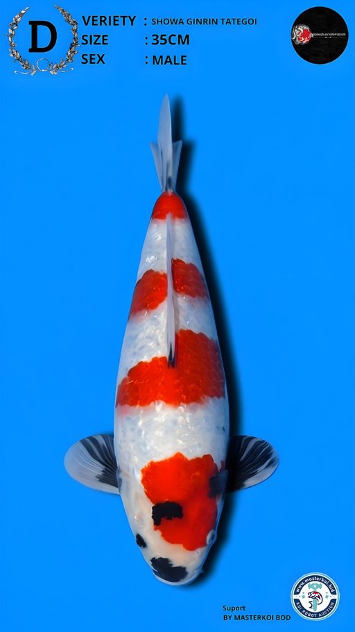 Lelang Koi Online, Jual Beli Ikan Koi, Pusat Jual Beli Koi, Info Lelang Koi Hari Ini, Platform Jual Beli Koi, Jual Beli Ikan Koi Online, Marketplace Ikan Koi, Jual Koi Terbaik, Tempat Beli Koi Berkualitas, Pasar Ikan Koi Online Terpercaya, Penjual Ikan Koi Terpercaya, Beli Koi Hias Online, Ikan Koi untuk Dijual, Koi Kualitas Terbaik, Toko Online Ikan Koi, Koi Hias Untuk Dijual, Jual Beli Ikan Koi Lokal, Koi Indonesia Online, Pusat Jual Beli Koi Terbesar